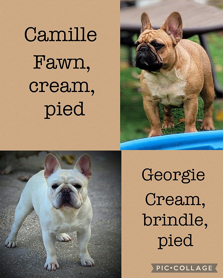 ee french bulldog puppy for sale camille georgie
