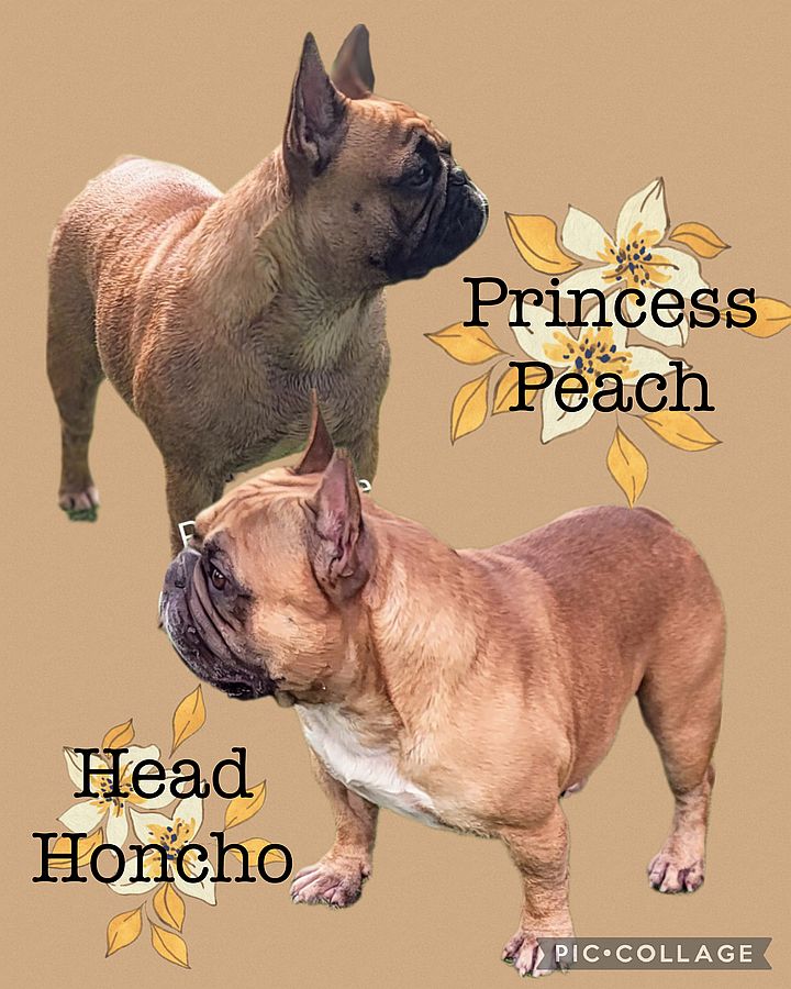ee french bulldog puppy for sale honcho peach