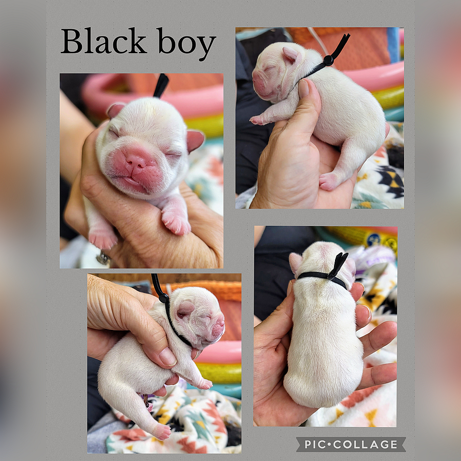black boy banjo petunia 2025 05 31