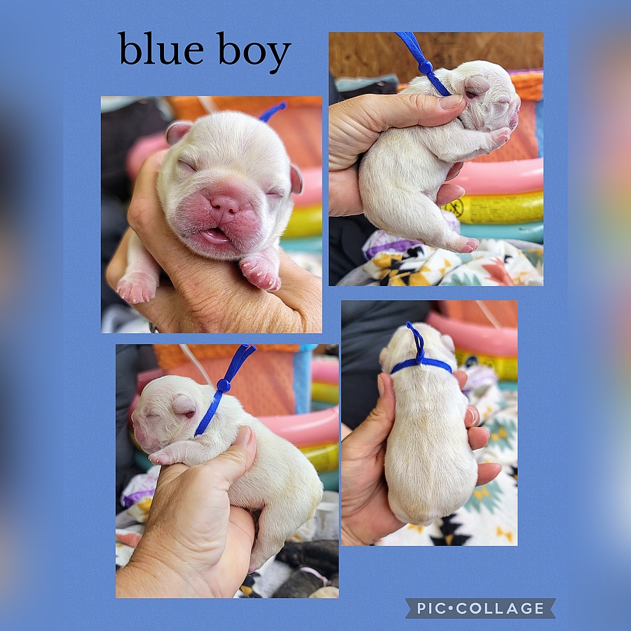 blue boy breed banjo petunia 2025 05 31