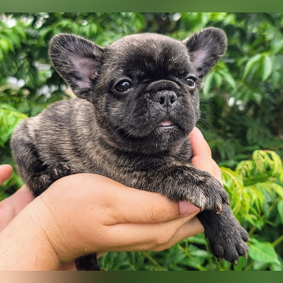 chance breeding blondie frito 2025 05 31 (1)