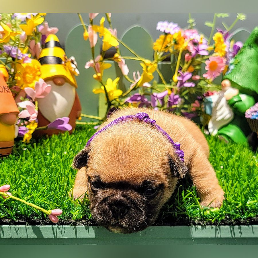 french bulldog puppy for sale andi and gritz 1