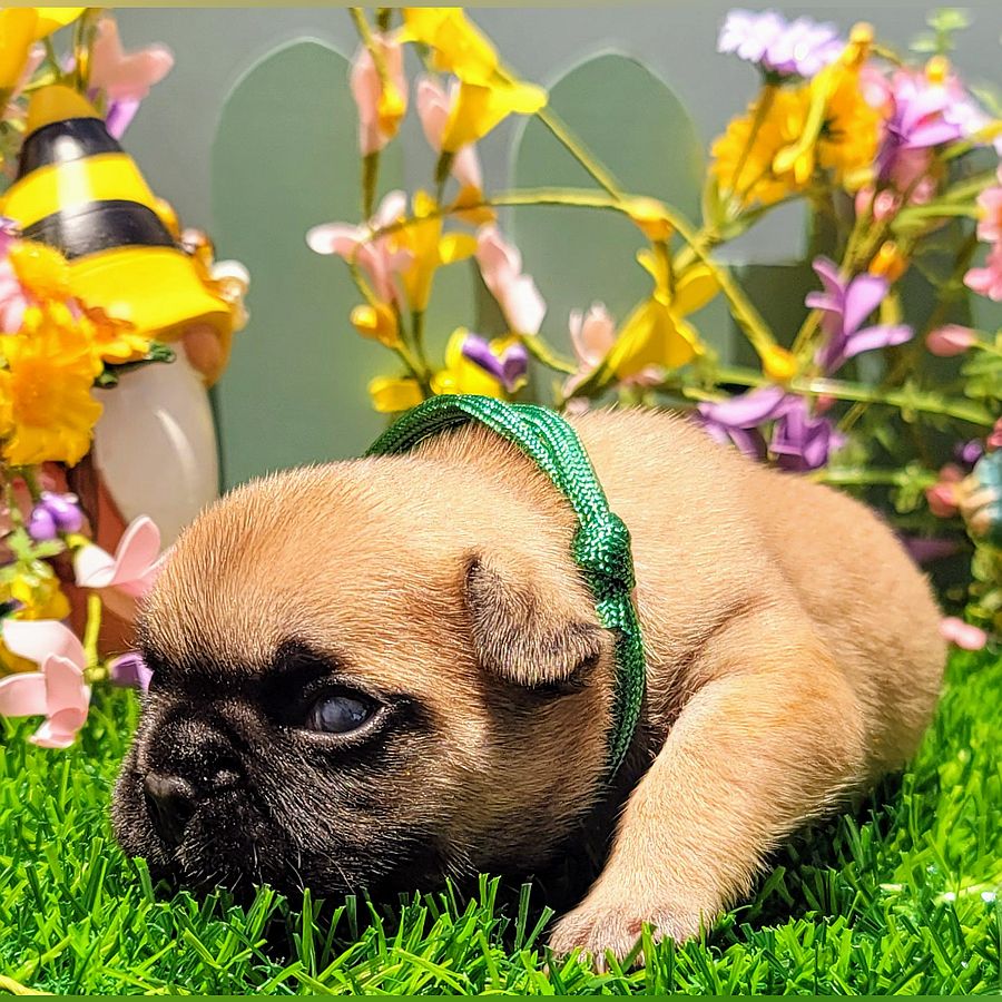 french bulldog puppy for sale andi and gritz 1