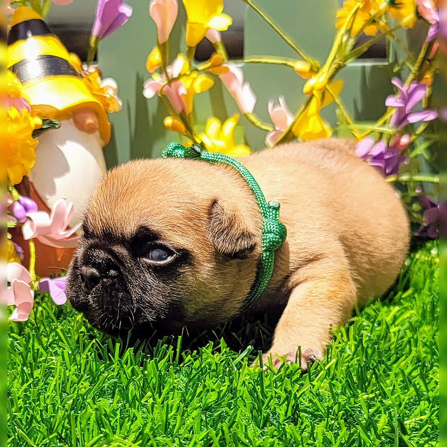 french bulldog puppy for sale andi and gritz 4
