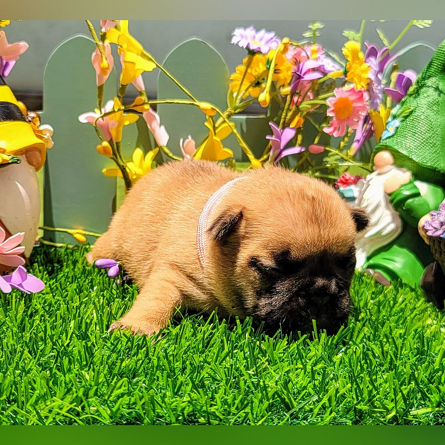 french bulldog puppy for sale andi and gritz pink collar 5