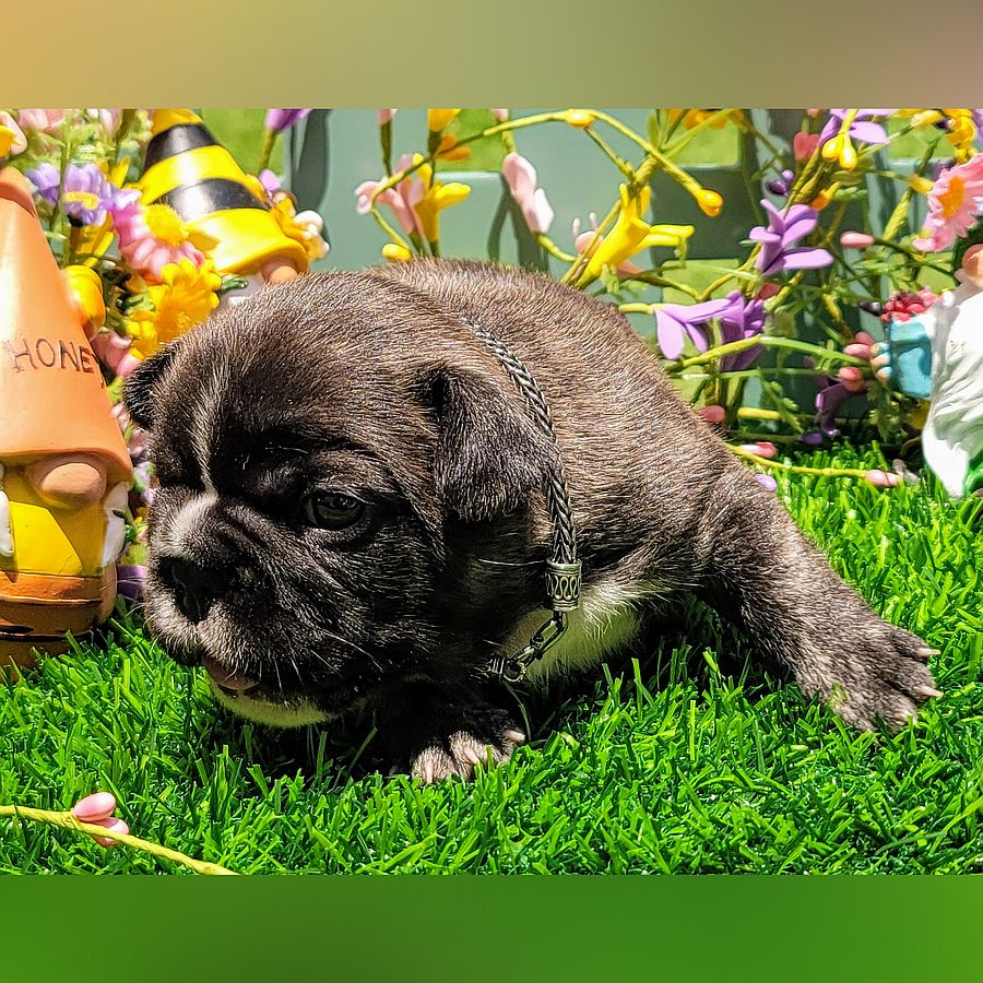 french bulldog puppy for sale blondie and frito 4
