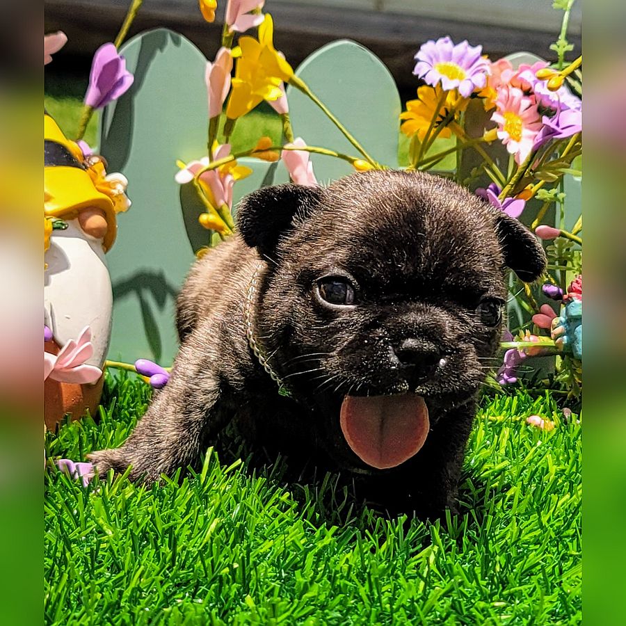 french bulldog puppy for sale blondie and frito chance brindle male 4