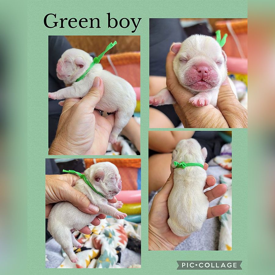 green boy breed banjo petunia 2025 05 31