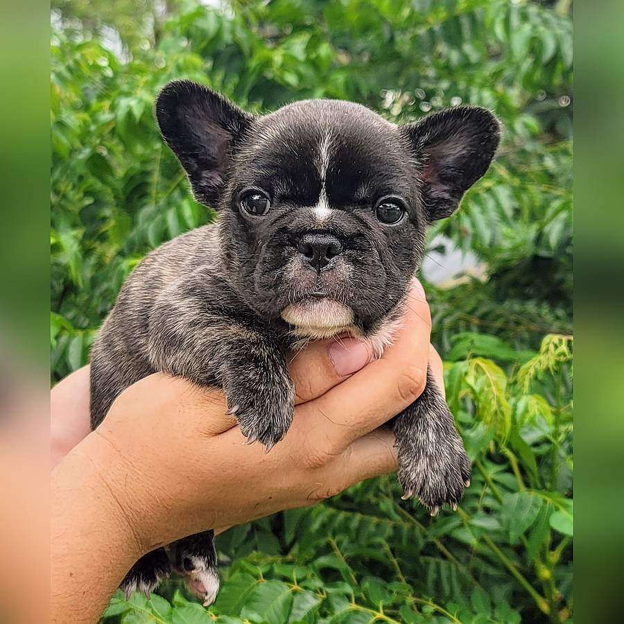 lucky breeding blondie frito puppy available for sale 2025 05 31 (3)