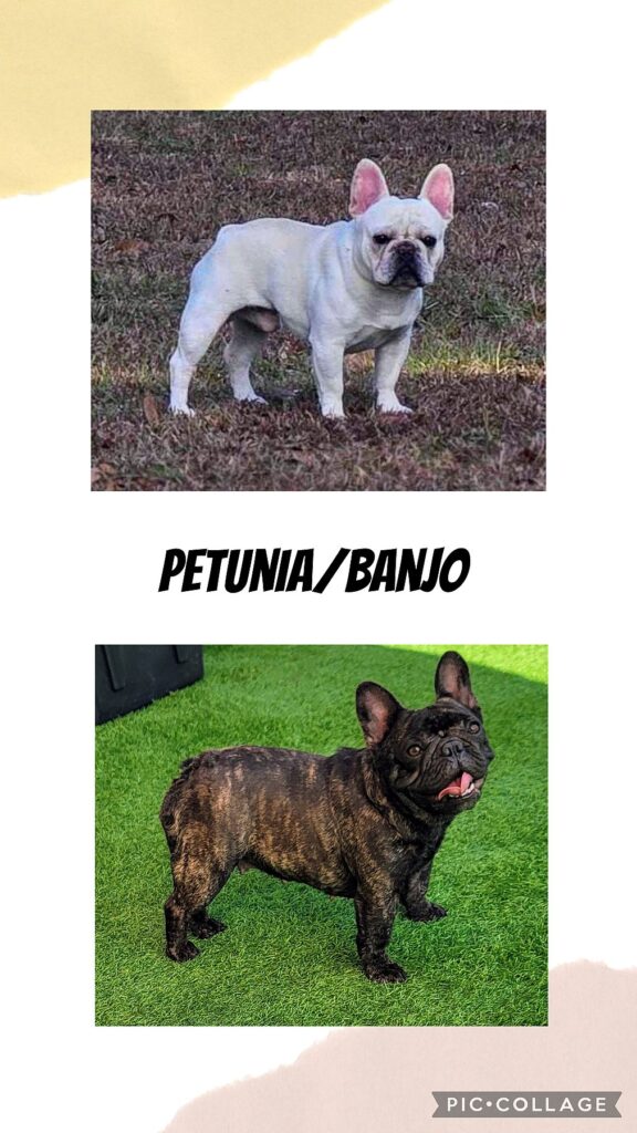 petunia and banjo