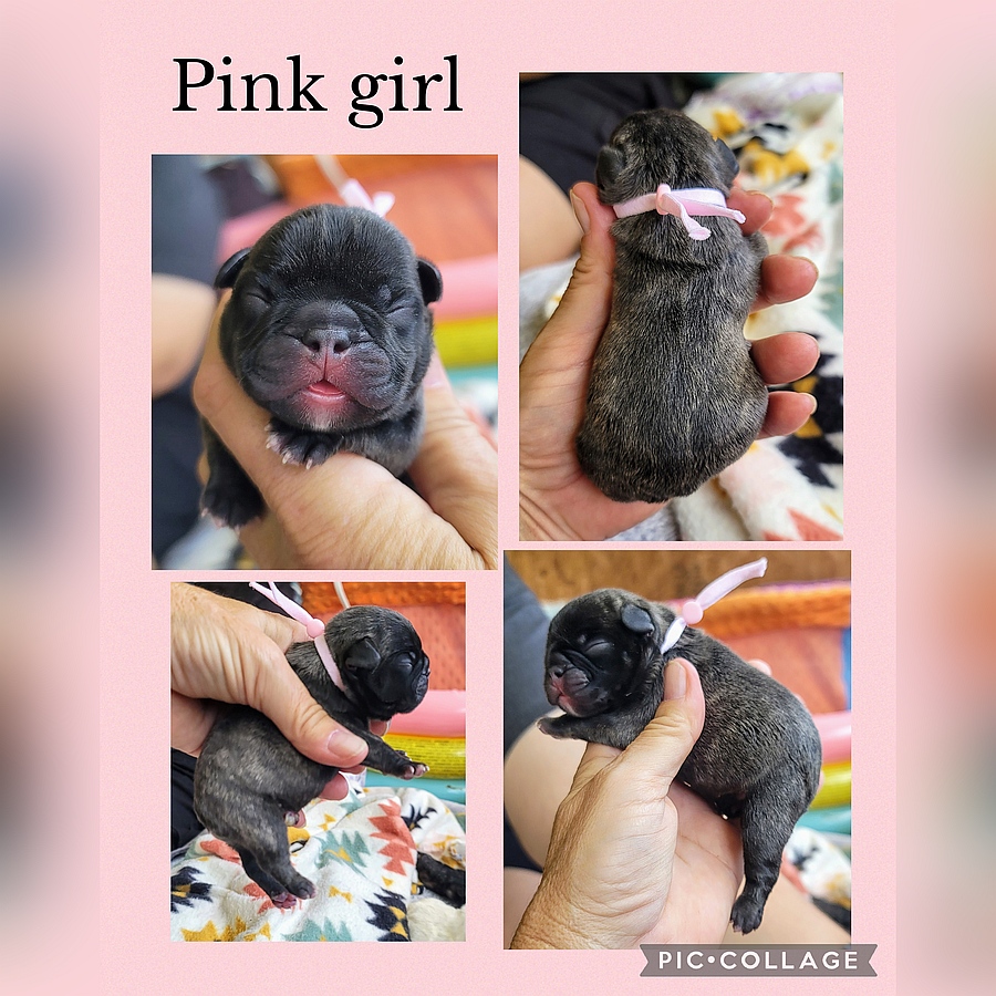 pink girl breed banjo petunia 2025 05 31