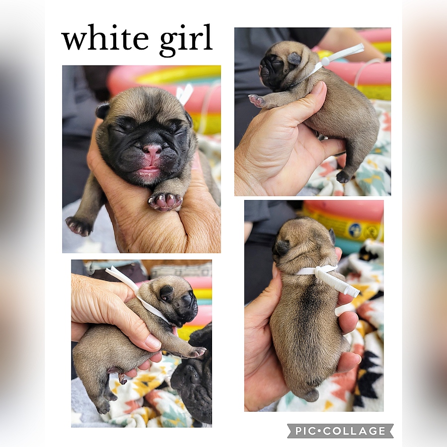 white girl breed banjo petunia 2025 05 31