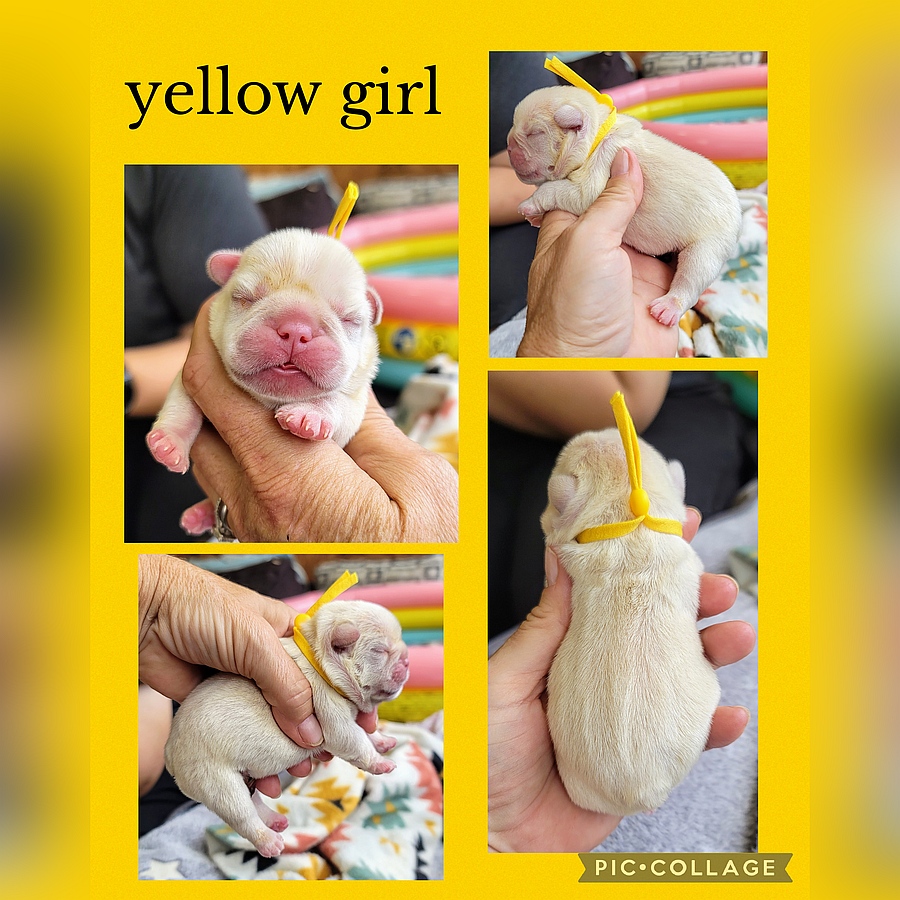 yellow girl breed banjo petunia 2025 05 31