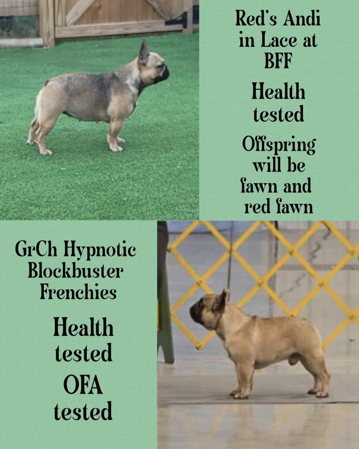 french bulldogs health tested breeding info