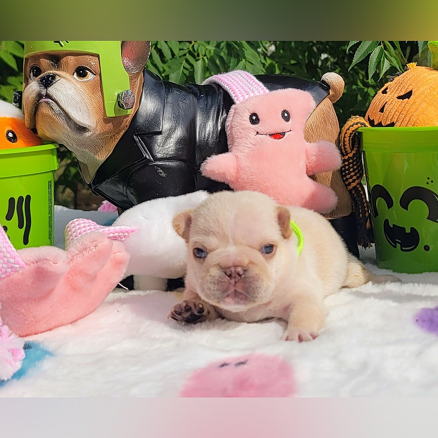 puppy with frankenstein dog statue and halloween toys