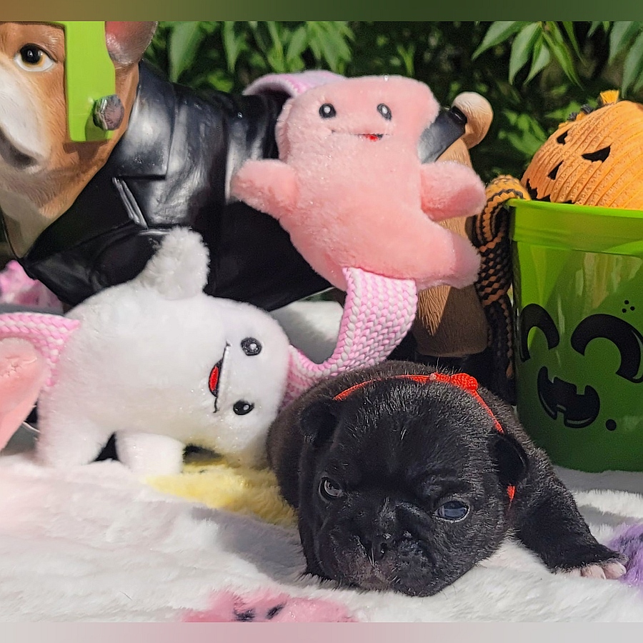 puppy with halloween toys and decorations