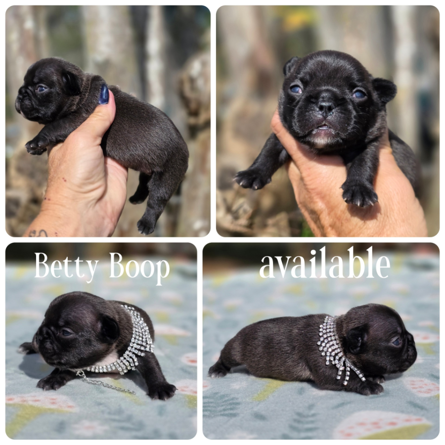 female breeding of caly and frito (1)