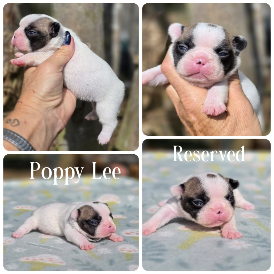 female breeding of caly and frito