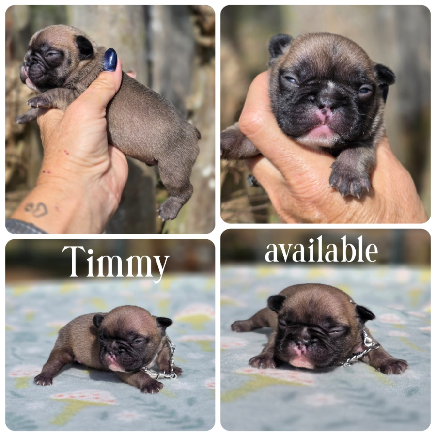 male breeding of caly and frito (1)