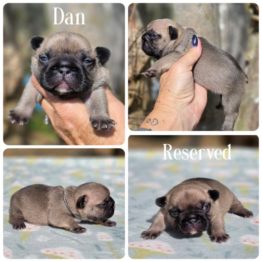 male breeding of caly and frito