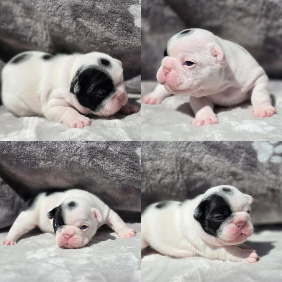 brindle pied girl2 french bulldog puppy for sale girl2 peach and lugo