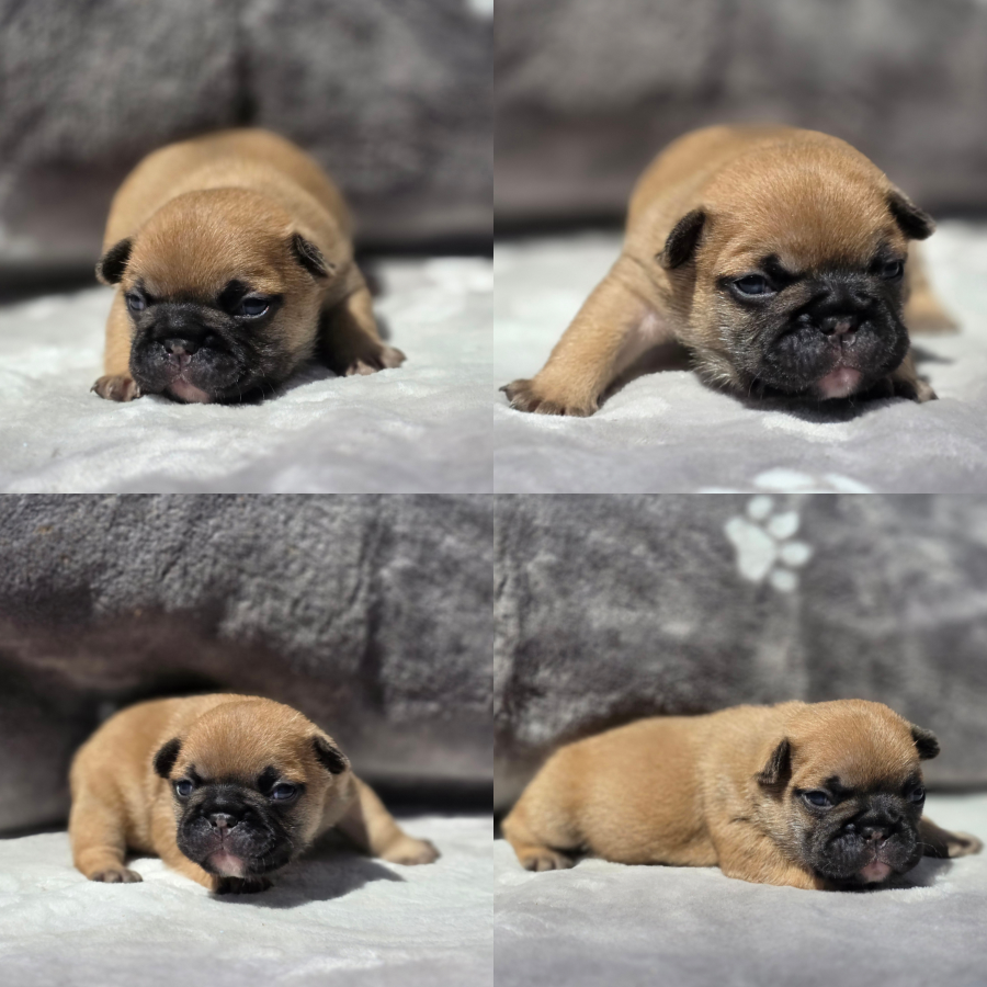 fawn boy1 french bulldog puppy for sale boy1 peach and lugo