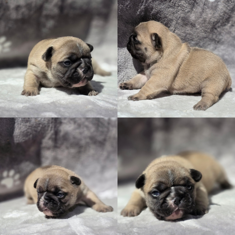 fawn girl1 french bulldog puppy for sale girl1 peach and lugo