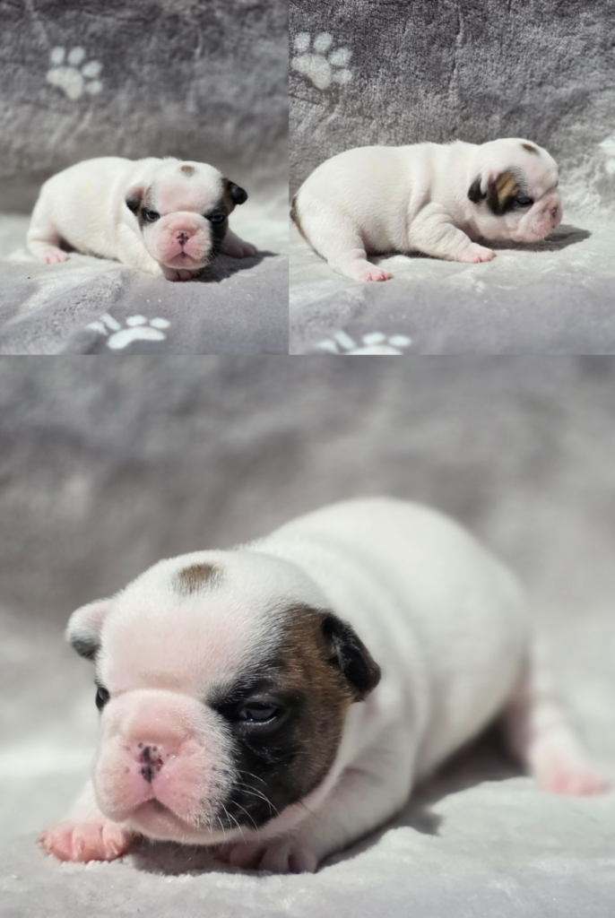 fawn pied boy2 french bulldog puppy for sale boy2 fawn pied peach and lugo