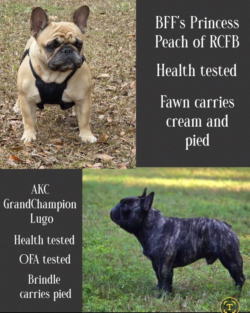 peach and lugo french bulldog puppy for sale peach and lugo