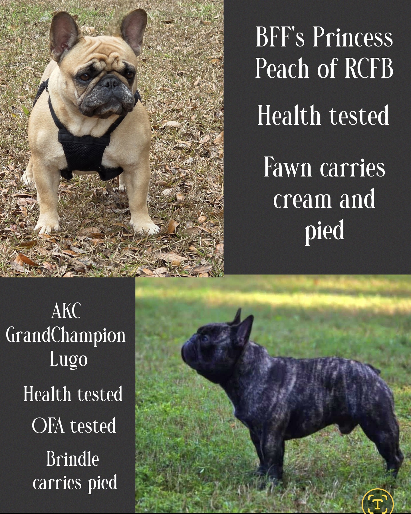 peach and lugo french bulldog puppy for sale peach and lugo