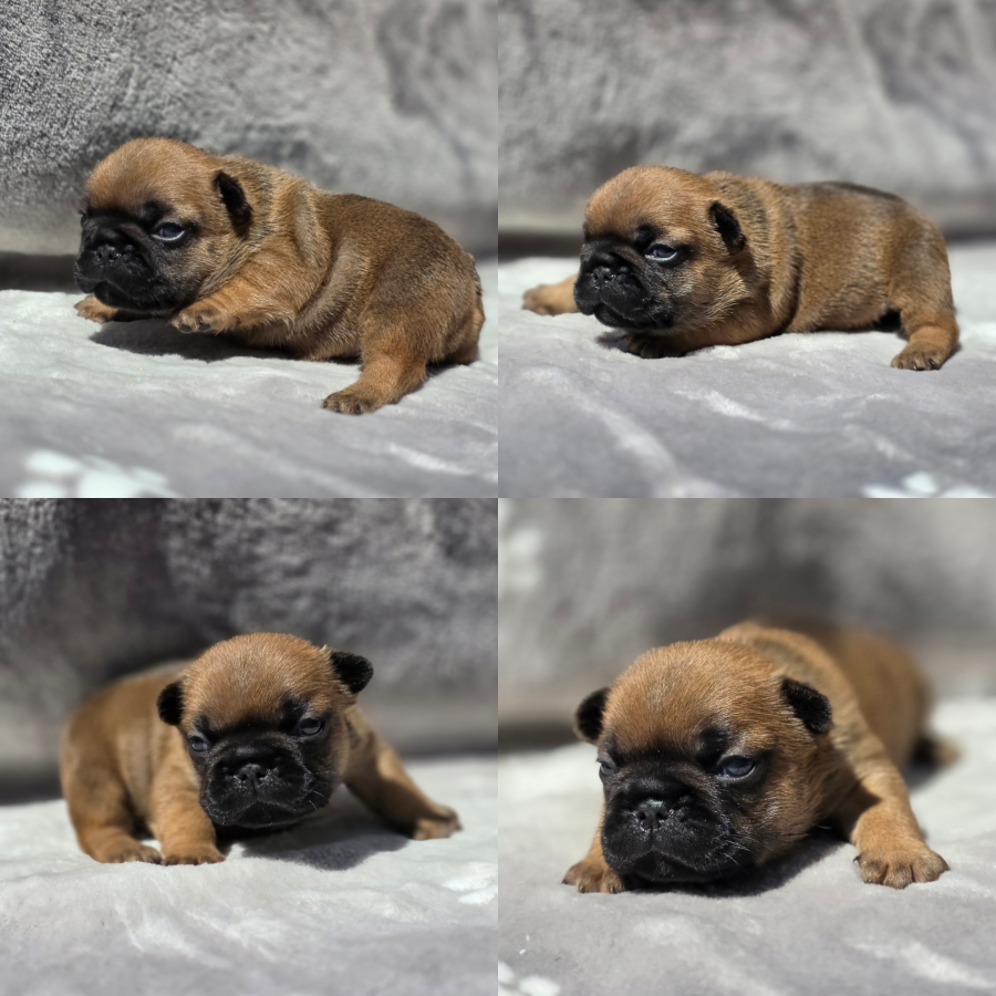 red fawn girl3 french bulldog puppy for sale girl3 peach and lugo